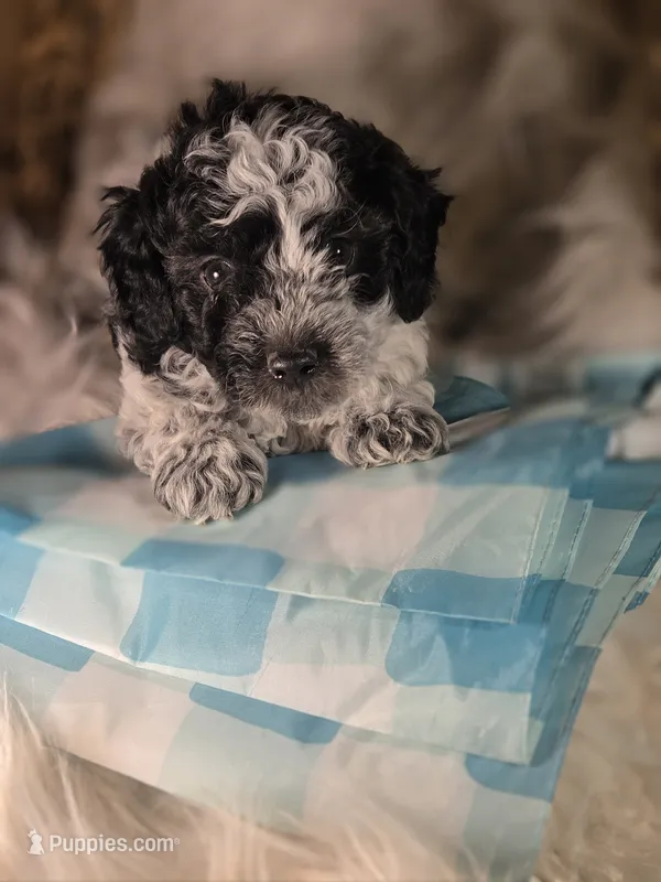 Dallas – Poodle - Miniature  puppy for sale in Riverton, WY