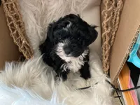 Buddy, a male Havapoo for sale in Riverton, WY – 3 of 4