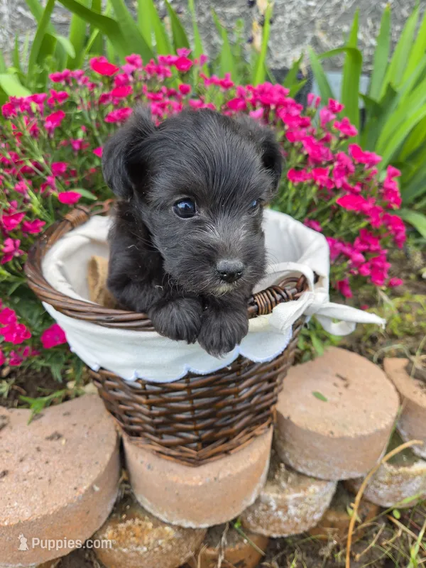 Robin  – Doxiepoo, Yorkipoo puppy for sale in Riverton, WY