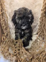 Zeb, a male Cockapoo for sale in Riverton, WY – 2 of 6