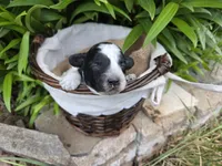 Dallas, a male Poodle - Miniature  for sale in Riverton, WY – 2 of 2