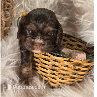 Bonnie – Cocker Spaniel puppy for sale in Riverton, WY