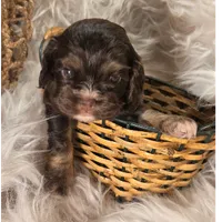 Bonnie, a female Cocker Spaniel for sale in Riverton, WY – 1 of 1