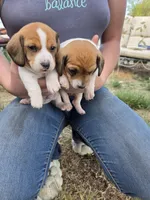 Brynn, a female Miniature Dachshund for sale in Riverton, WY – 8 of 8
