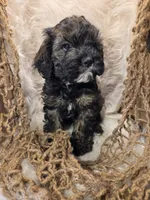 Zeb, a male Cockapoo for sale in Riverton, WY – 3 of 6