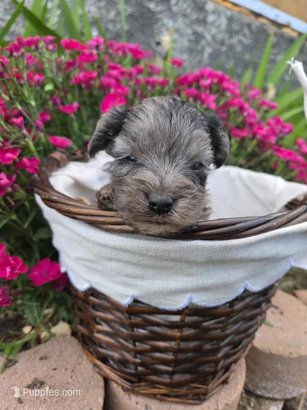 GiGi – Yorkipoo puppy for sale in Riverton, WY