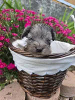 GiGi, a female Yorkipoo for sale in Riverton, WY – 1 of 6