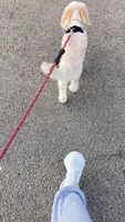 Goldie, a female Miniature Goldendoodle for sale in LaSalle, IL – 3 of 3