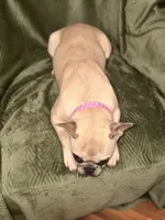 Platinum Merle , a female French Bulldog for sale in Lawndale, NC – 4 of 6
