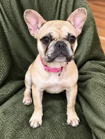 Platinum Merle , a female French Bulldog for sale in Lawndale, NC – 6 of 6
