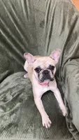 Platinum Merle , a female French Bulldog for sale in Lawndale, NC – 5 of 6