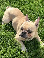 Platinum Merle , a female French Bulldog for sale in Lawndale, NC – 3 of 6