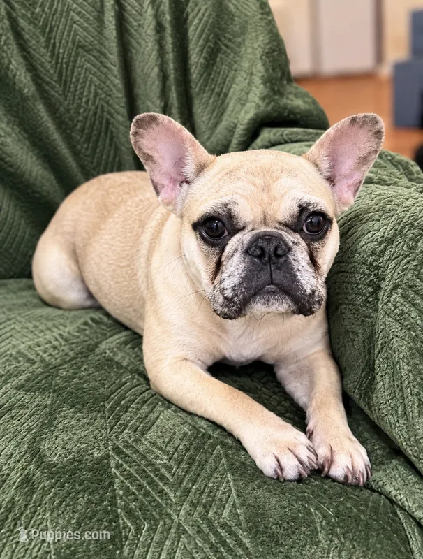 Platinum Merle  – French Bulldog puppy for sale in Lawndale, NC