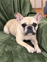 Platinum Merle , a female French Bulldog for sale in Lawndale, NC – 1 of 6