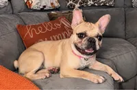 Platinum Merle , a female French Bulldog for sale in Lawndale, NC – 2 of 6