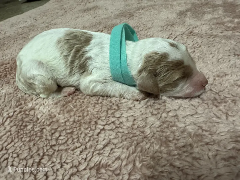 Teal Girl   – Goldendoodle puppy for sale in Phenix City, AL