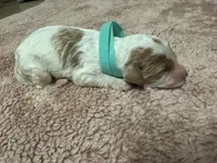 Teal Girl  , a female Goldendoodle for sale in Phenix City, AL – 1 of 3