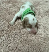 Green Boy , a male Goldendoodle for sale in Phenix City, AL – 3 of 3