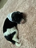 White Girl , a female Goldendoodle for sale in Phenix City, AL – 5 of 5