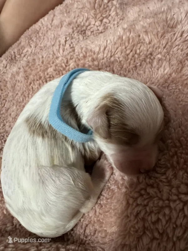 Baby Blue Boy – Goldendoodle puppy for sale in Phenix City, AL