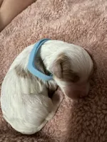 Baby Blue Boy, a male Goldendoodle for sale in Phenix City, AL – 1 of 2