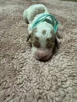 Teal Girl  , a female Goldendoodle for sale in Phenix City, AL – 2 of 3