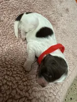 Red Boy , a male Goldendoodle for sale in Phenix City, AL – 4 of 4