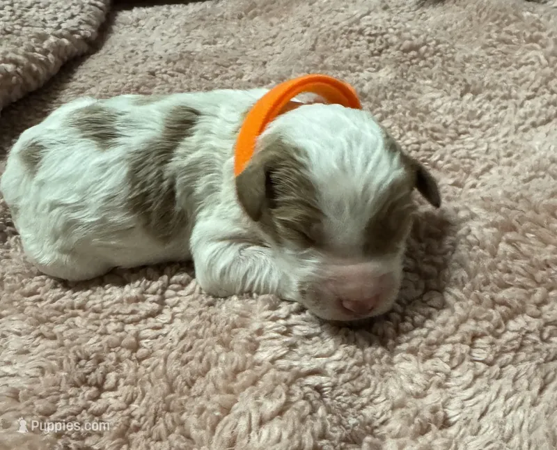 Orange Boy – Goldendoodle puppy for sale in Phenix City, AL