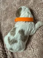 Orange Boy, a male Goldendoodle for sale in Phenix City, AL – 2 of 2