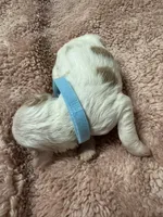 Baby Blue Boy, a male Goldendoodle for sale in Phenix City, AL – 2 of 2