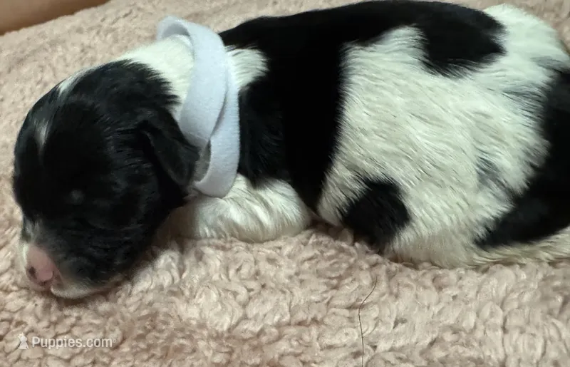 White Girl  – Goldendoodle puppy for sale in Phenix City, AL