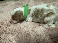 Green Boy , a male Goldendoodle for sale in Phenix City, AL – 2 of 3