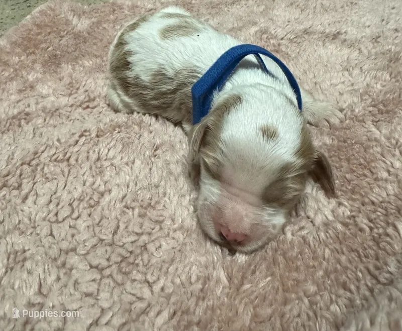 Blue Boy  – Goldendoodle puppy for sale in Phenix City, AL