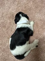 White Girl , a female Goldendoodle for sale in Phenix City, AL – 3 of 5