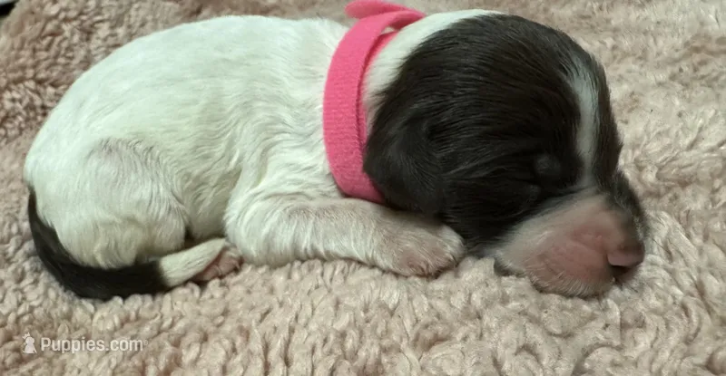 Pink Girl  – Goldendoodle puppy for sale in Phenix City, AL