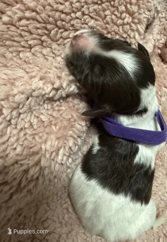 Purple Girl – Goldendoodle puppy for sale in Phenix City, AL