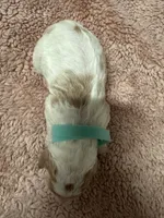 Teal Girl  , a female Goldendoodle for sale in Phenix City, AL – 3 of 3