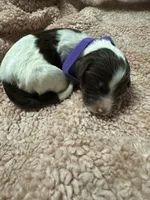 Purple Girl, a female Goldendoodle for sale in Phenix City, AL – 3 of 3