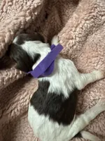 Purple Girl, a female Goldendoodle for sale in Phenix City, AL – 2 of 3