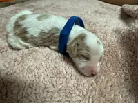 Blue Boy , a male Goldendoodle for sale in Phenix City, AL – 2 of 2