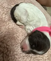 Pink Girl , a female Goldendoodle for sale in Phenix City, AL – 2 of 2