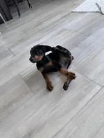 Kobe, a female Doberman Pinscher for sale in Irvine, CA – Photo 4 of 5