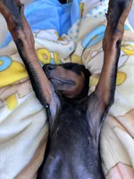 Kobe, a female Doberman Pinscher for sale in Irvine, CA – Photo 5 of 5