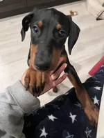 Kobe, a female Doberman Pinscher for sale in Irvine, CA – Photo 3 of 5
