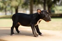 Olive, a female Bull Terrier for sale in Riverside, CA – 2 of 7