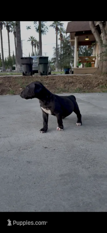 Pepper – Bull Terrier puppy for sale in Riverside, CA