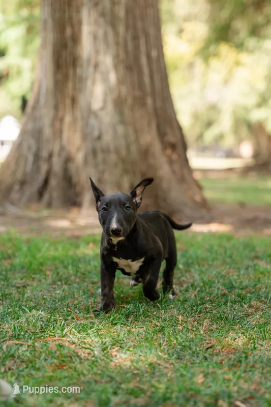 Pepper – Bull Terrier puppy for sale in Riverside, CA