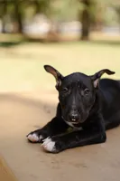 Olive, a female Bull Terrier for sale in Riverside, CA – 3 of 7