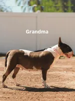 Olive, a female Bull Terrier for sale in Riverside, CA – 4 of 4