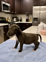 Shadow, a male Bull Terrier for sale in Riverside, CA – 1 of 6
